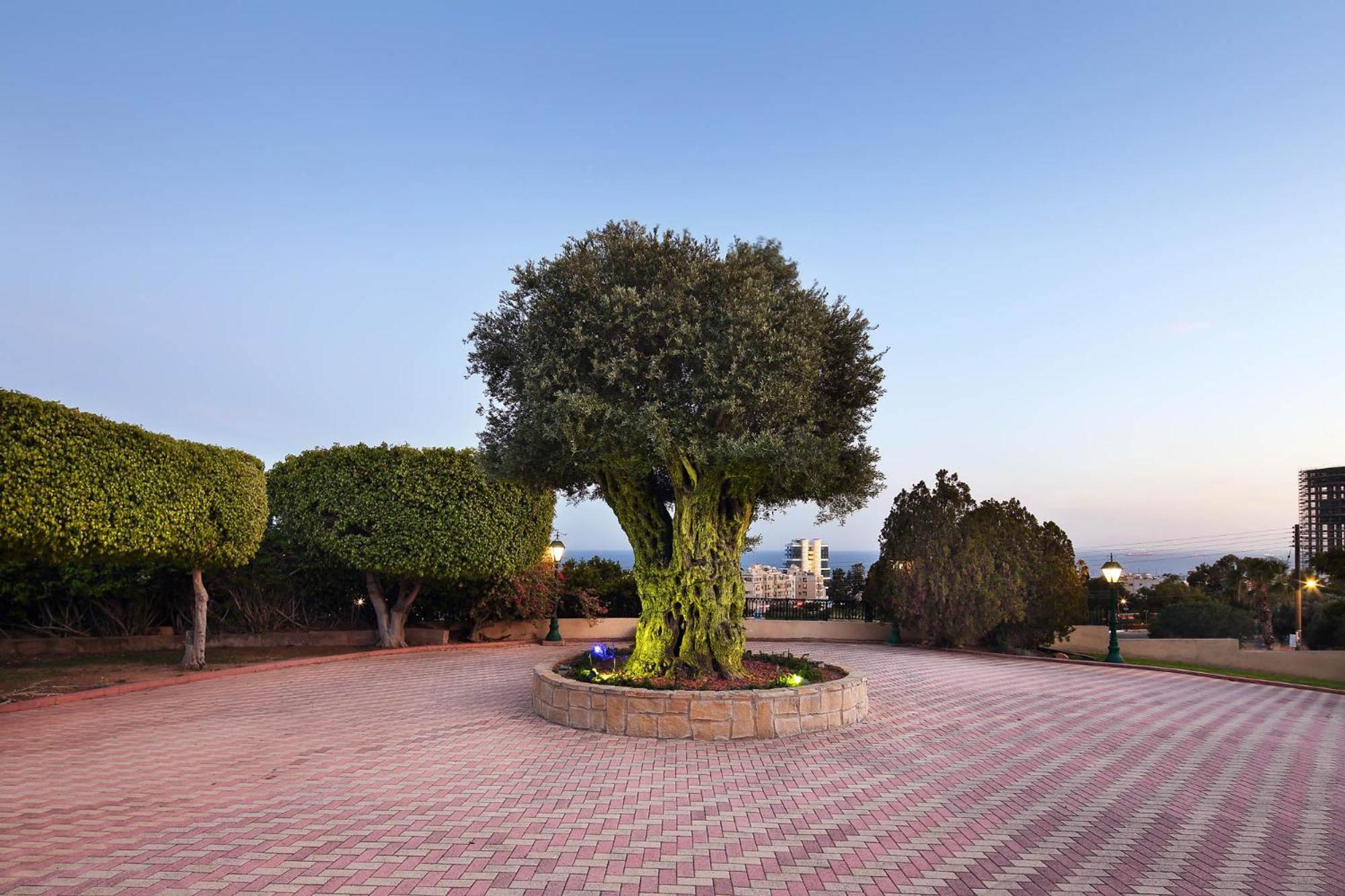 Olive Tree Apartments Limassol Exterior photo